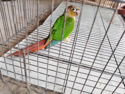 green canure parrot hand tame