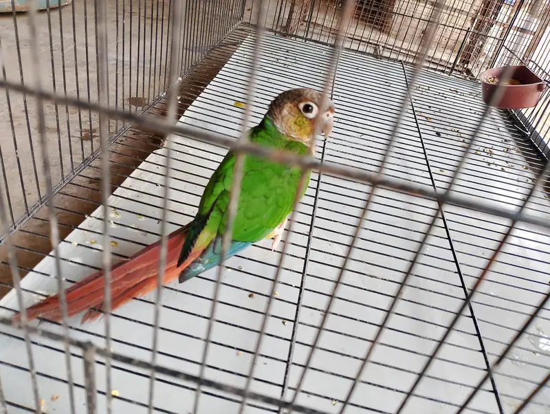 green canure parrot hand tame — photo 2