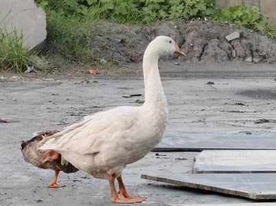 Big White goose 2 with 1 duck