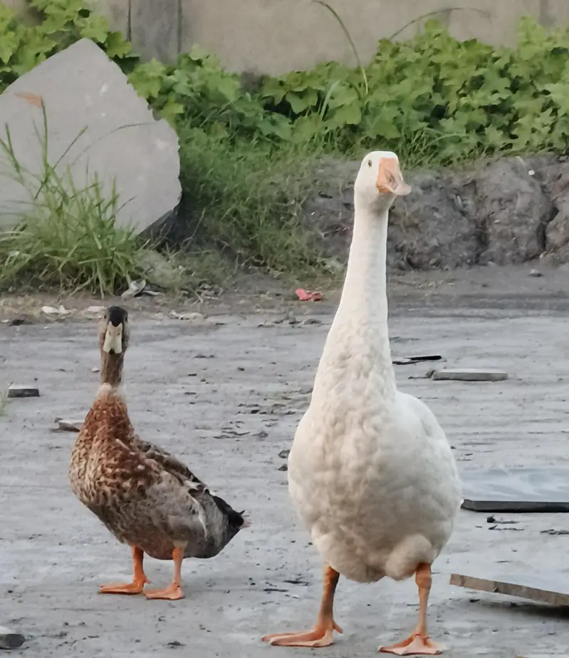 Big White goose 2 with 1 duck — photo 2