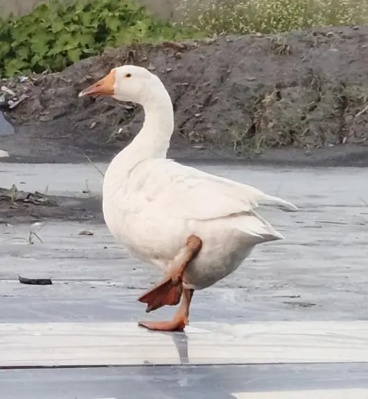 Big White goose 2 with 1 duck — photo 3
