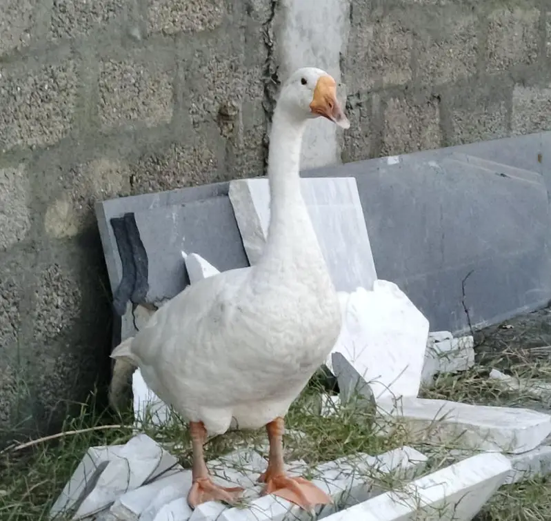 Big White goose 2 with 1 duck — photo 4