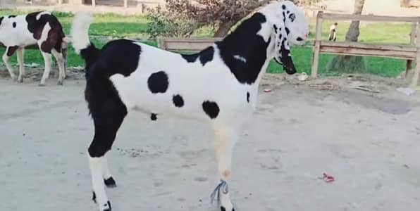 Bakra for sale call me+03291319927
