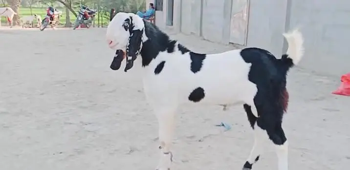 Bakra for sale call me+03291319927 — photo 2