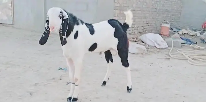 Bakra for sale call me+03291319927 — photo 3