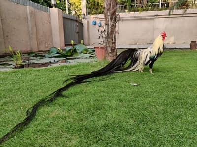 Onagadori long tail younge breeder available in lahore