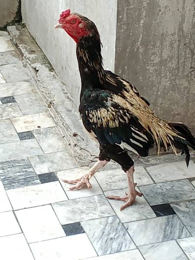 type: Aseel (Asil) / Indian gamefowl type