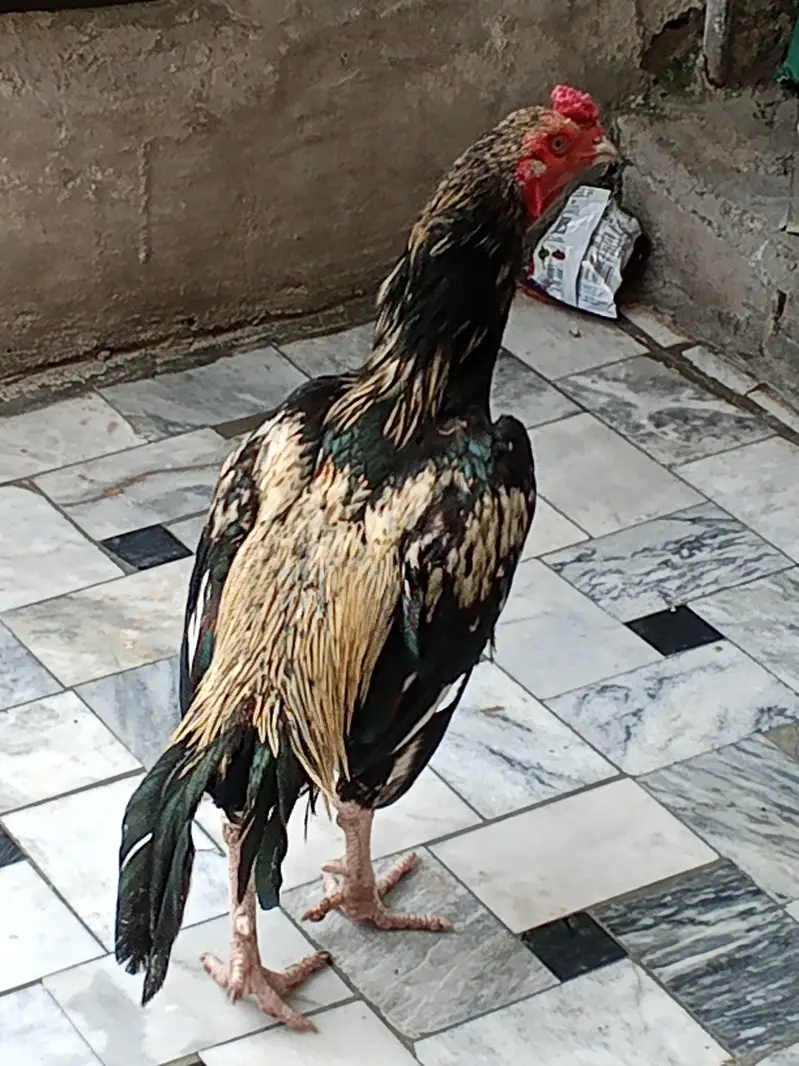type: Aseel (Asil) / Indian gamefowl type — photo 2