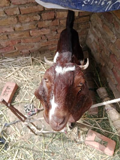 kamori goat