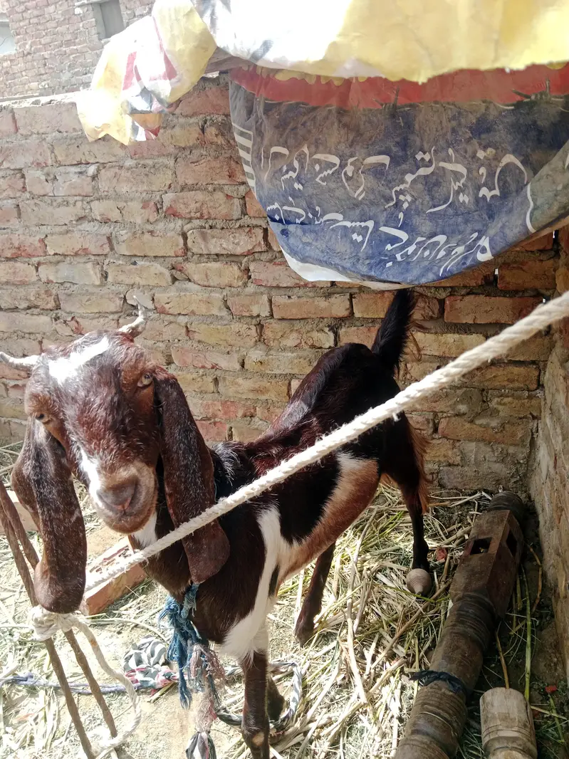 kamori goat — photo 2