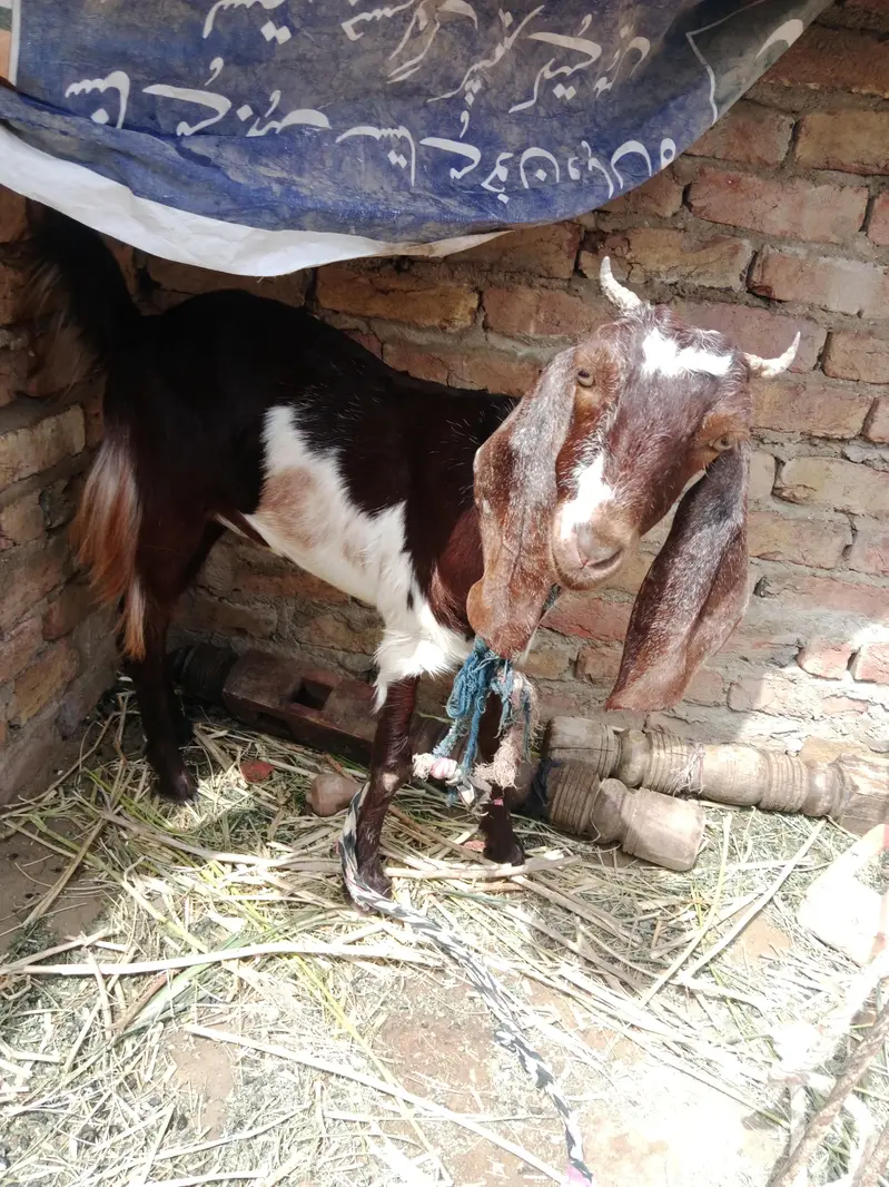 kamori goat — photo 3