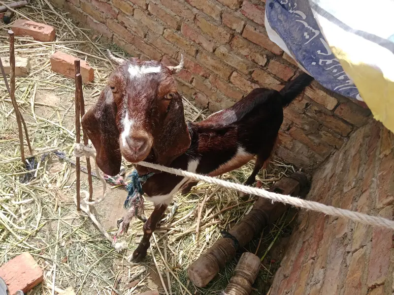 kamori goat — photo 4