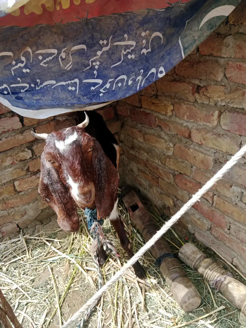 kamori goat — photo 5