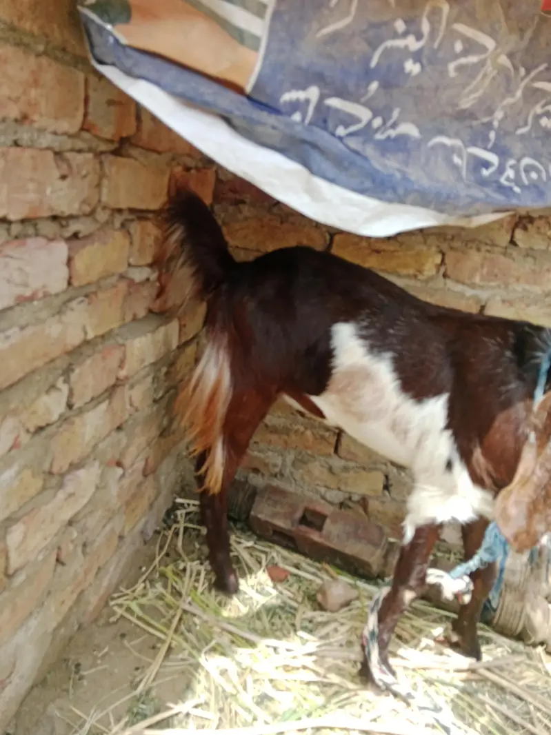 kamori goat — photo 6