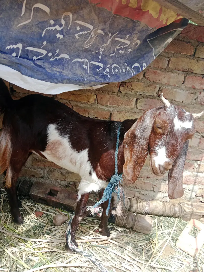 kamori goat — photo 7