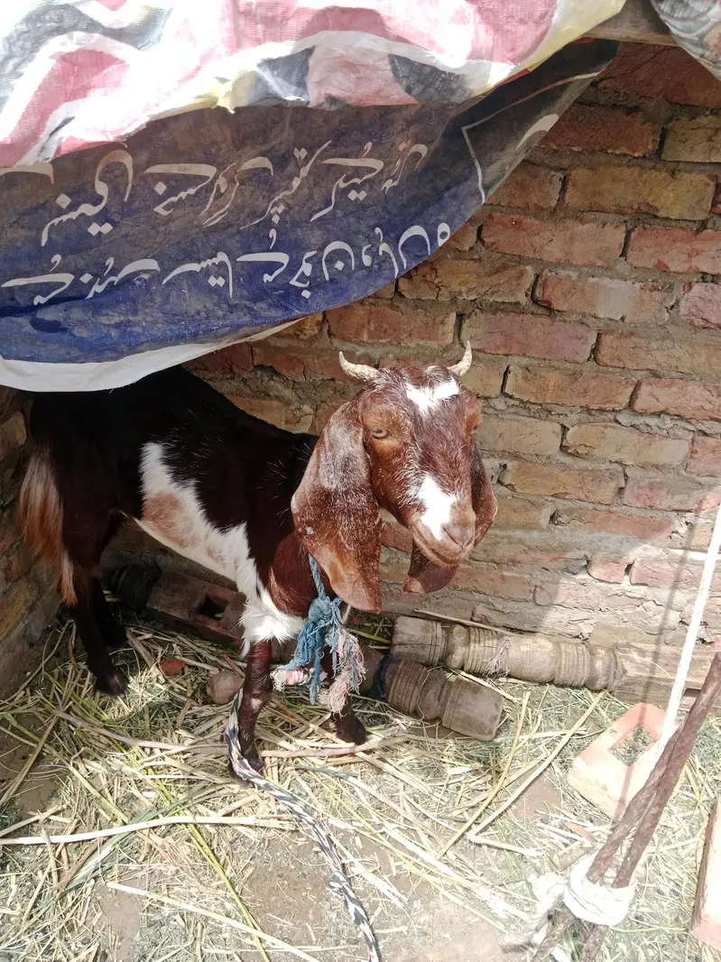 kamori goat — photo 8