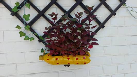 Decorations Bowl with plant and without plant available