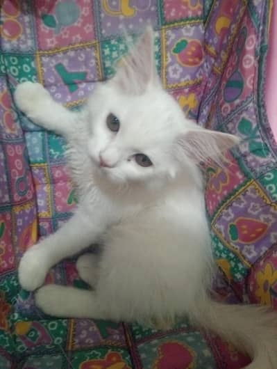 cat  for sale