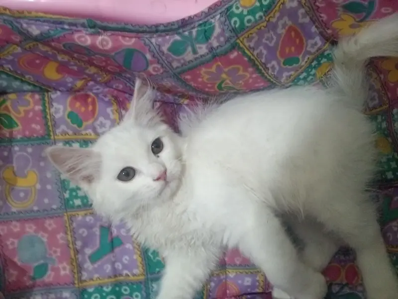 cat  for sale — photo 2