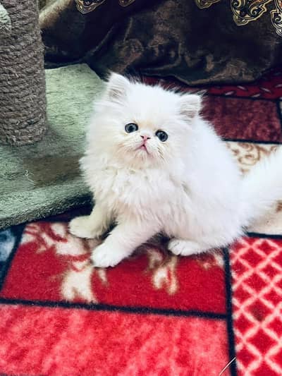 Persian kittens whstp. //0370 ///4602310