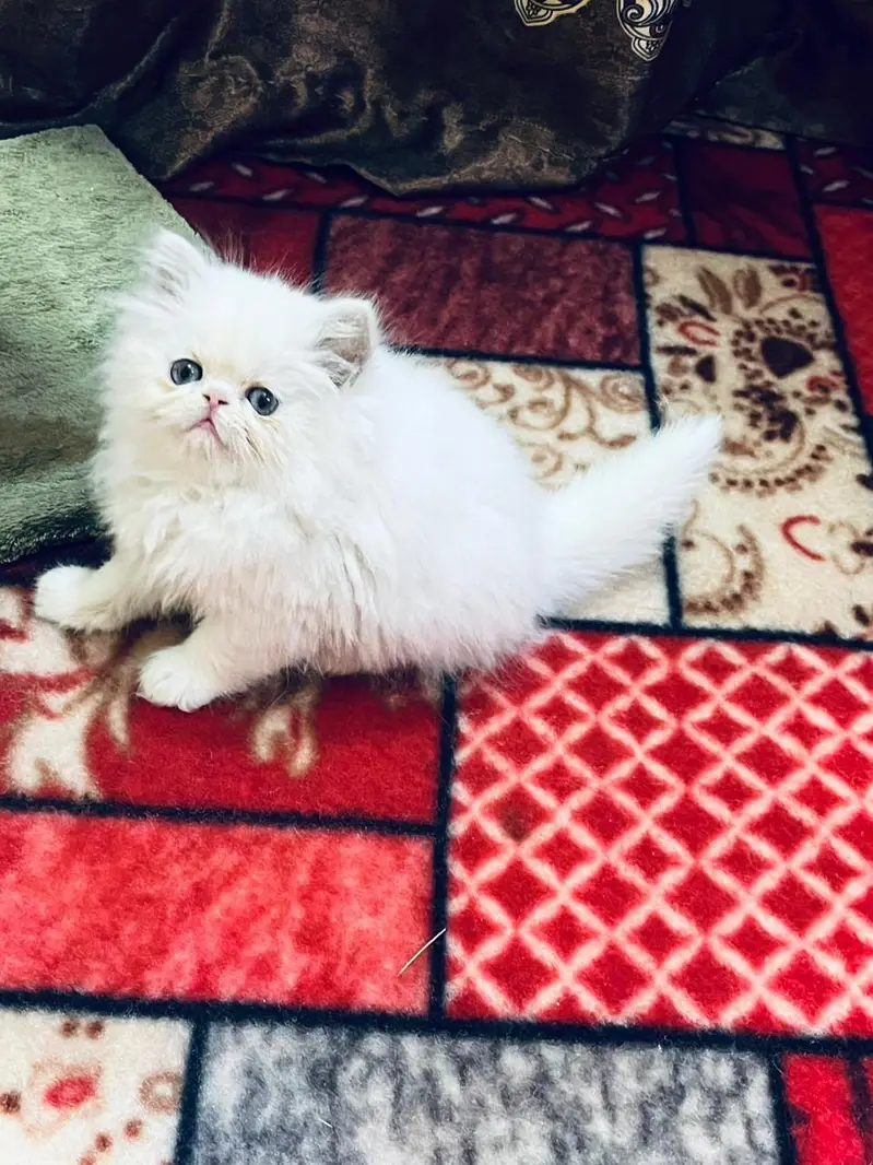 Persian kittens whstp. //0370 ///4602310 — photo 2