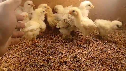 paper white heera Light  brahma Light Sussex White silky chicks