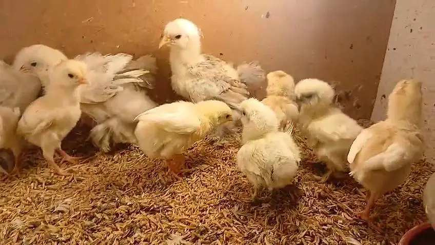 paper white heera Light  brahma Light Sussex White silky chicks — photo 2