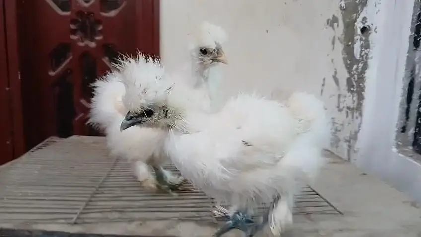 paper white heera Light  brahma Light Sussex White silky chicks — photo 3