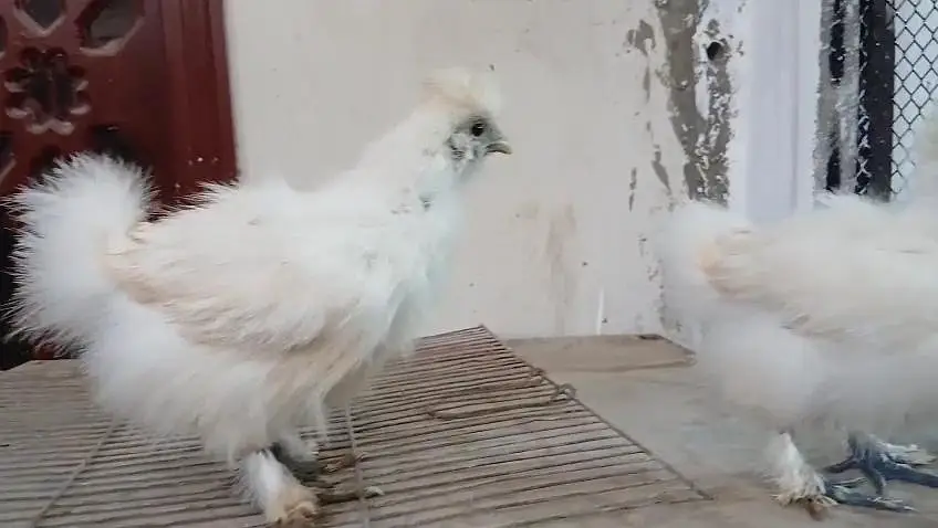 paper white heera Light  brahma Light Sussex White silky chicks — photo 4