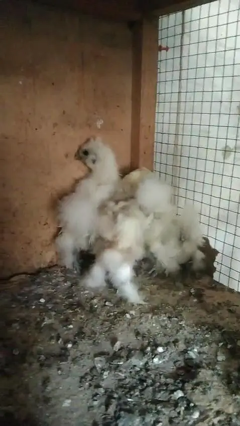 paper white heera Light  brahma Light Sussex White silky chicks — photo 5