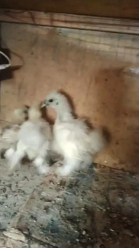 paper white heera Light  brahma Light Sussex White silky chicks — photo 6