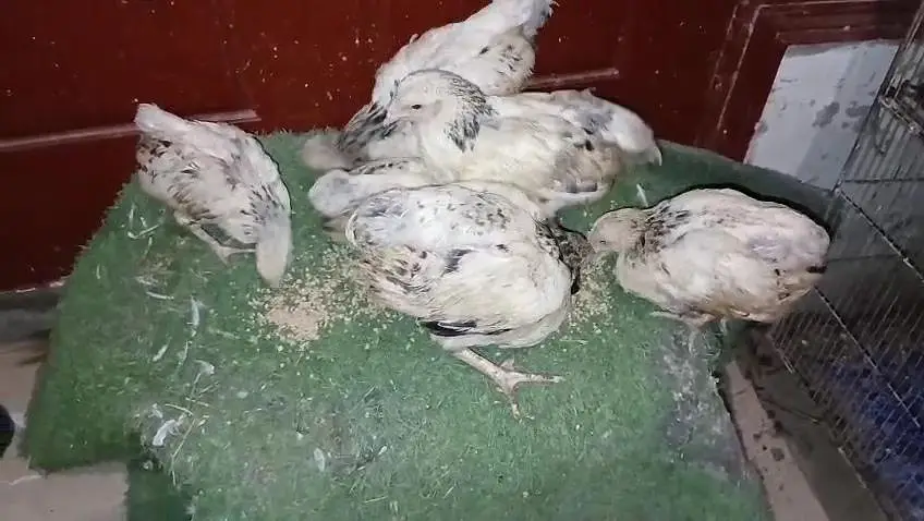 paper white heera Light  brahma Light Sussex White silky chicks — photo 8