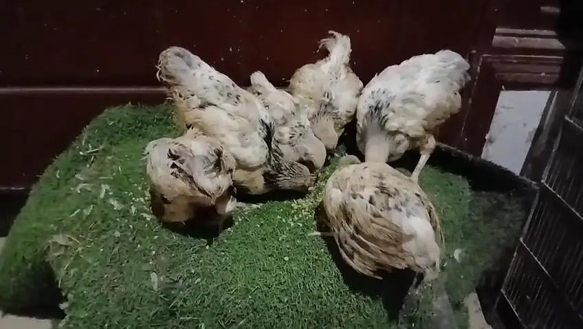 paper white heera Light  brahma Light Sussex White silky chicks — photo 9