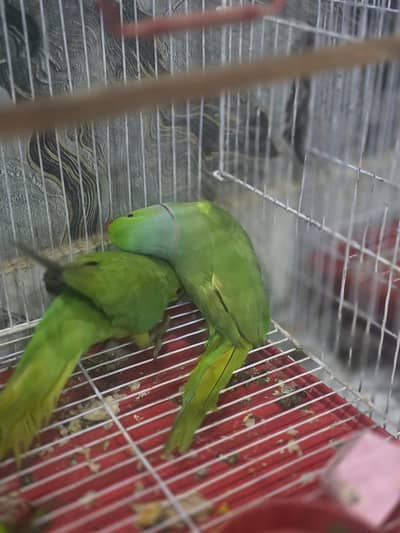 it's parrot