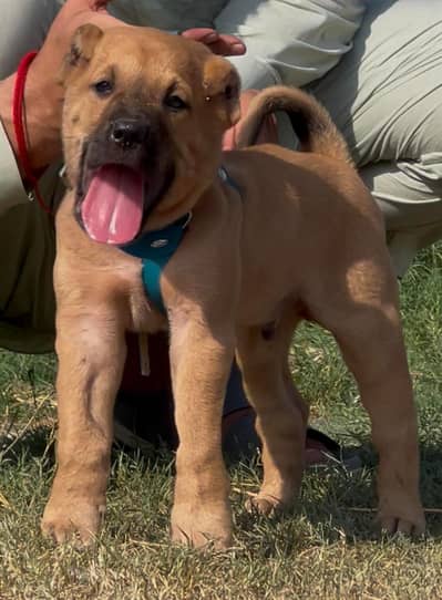 Turkish kangal  dabal Hadi Havey bone structure security dog for sale