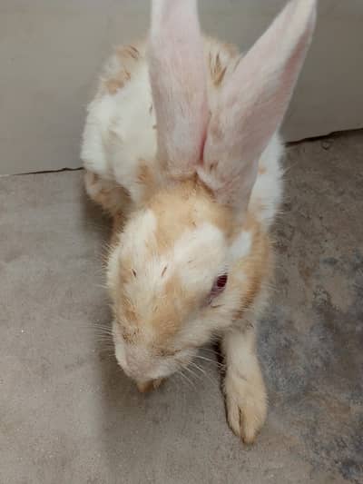 rabbit