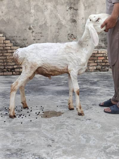 Dumba for Sale