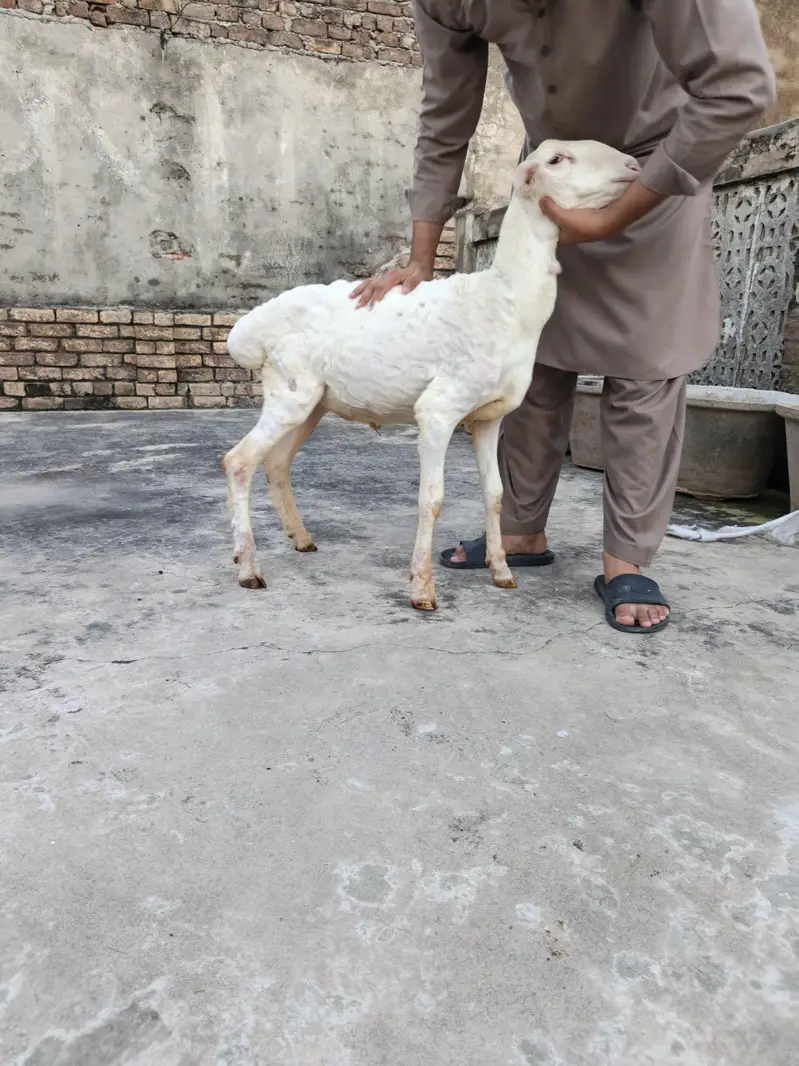 Dumba for Sale — photo 3