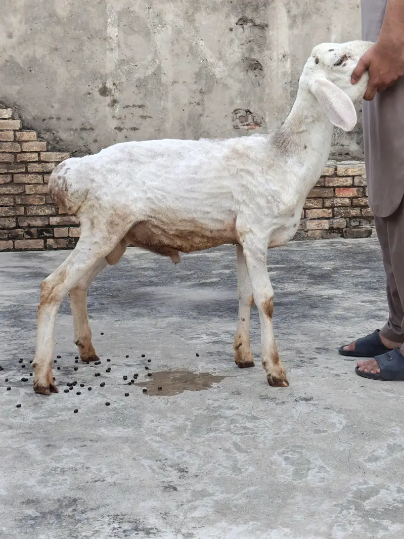 Dumba for Sale — photo 4