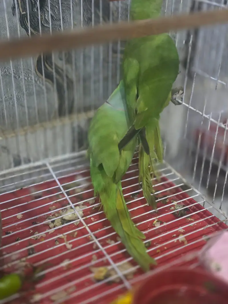 it's parrot — photo 2