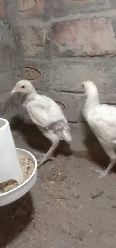 White Chicks: 2.5 months old, full white.  Dark Grey Hen: 8 months old.