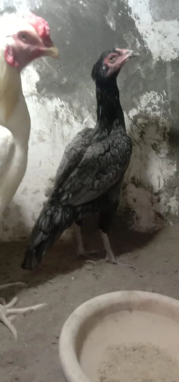White Chicks: 2.5 months old, full white.  Dark Grey Hen: 8 months old. — photo 2