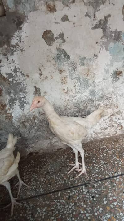 top quality heera aseel chiks ph. w. 03218803012