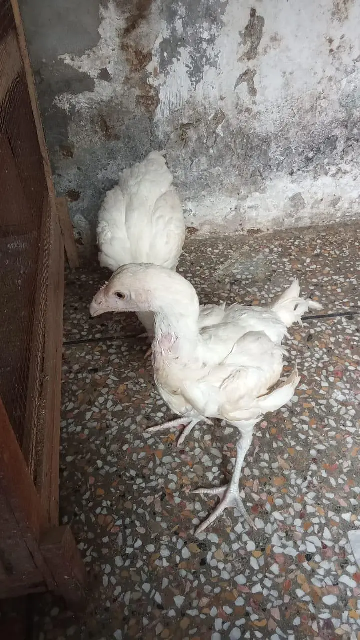 top quality heera aseel pair chiks ph. w. 03218803012 — photo 3