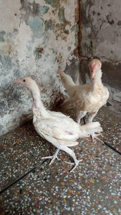 top quality heera aseel pair chiks ph. w. 03218803012