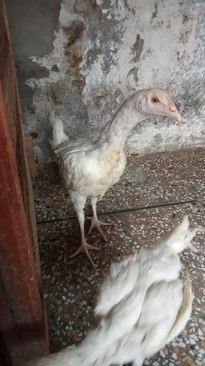 top quality heera aseel pair chiks ph. w. 03218803012 — photo 4