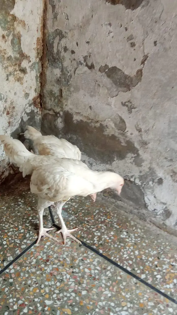 top quality heera aseel pair chiks ph. w. 03218803012 — photo 6