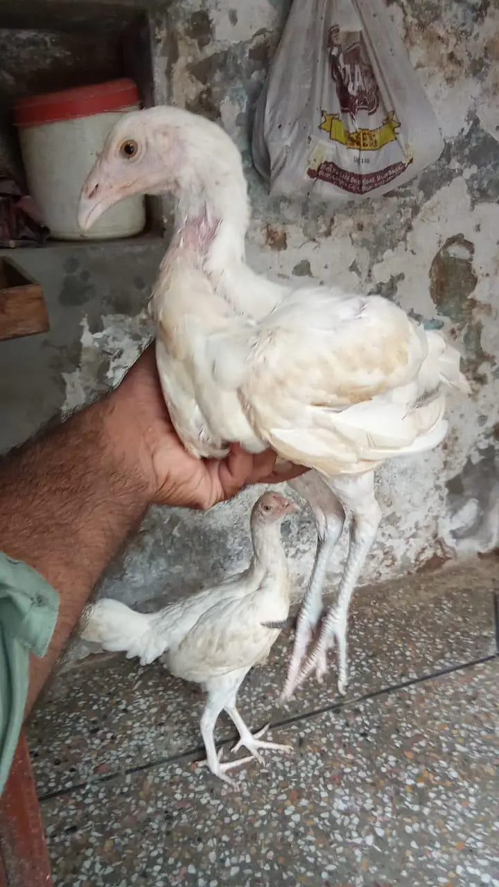 top quality heera aseel pair chiks ph. w. 03218803012 — photo 7