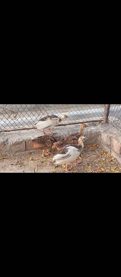 2 months old peacock chicks available Indian blue and pide