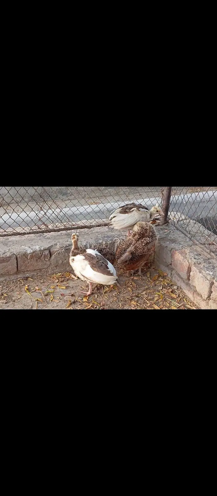 2 months old peacock chicks available Indian blue and pide — photo 4